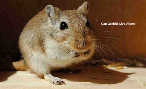 can gerbils live alone